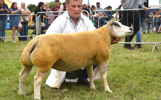 Large sheep entries led by Beltex at Garstang show
