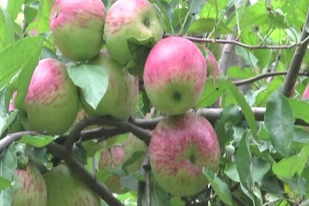 Good news for apple farmers: Centre raises MIP of apples to Rs. 80/kg from Rs. 50/kg