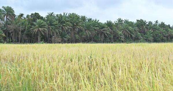 (Hello Africa) Chinese hybrid rice brings new hope for bountiful harvests to Guinean farmers