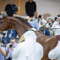 Dubai Arabian Horse Shows and Championships attracts 155 horses from 12 countries