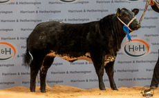 Show potential calves top at £15,000 at Carlisle