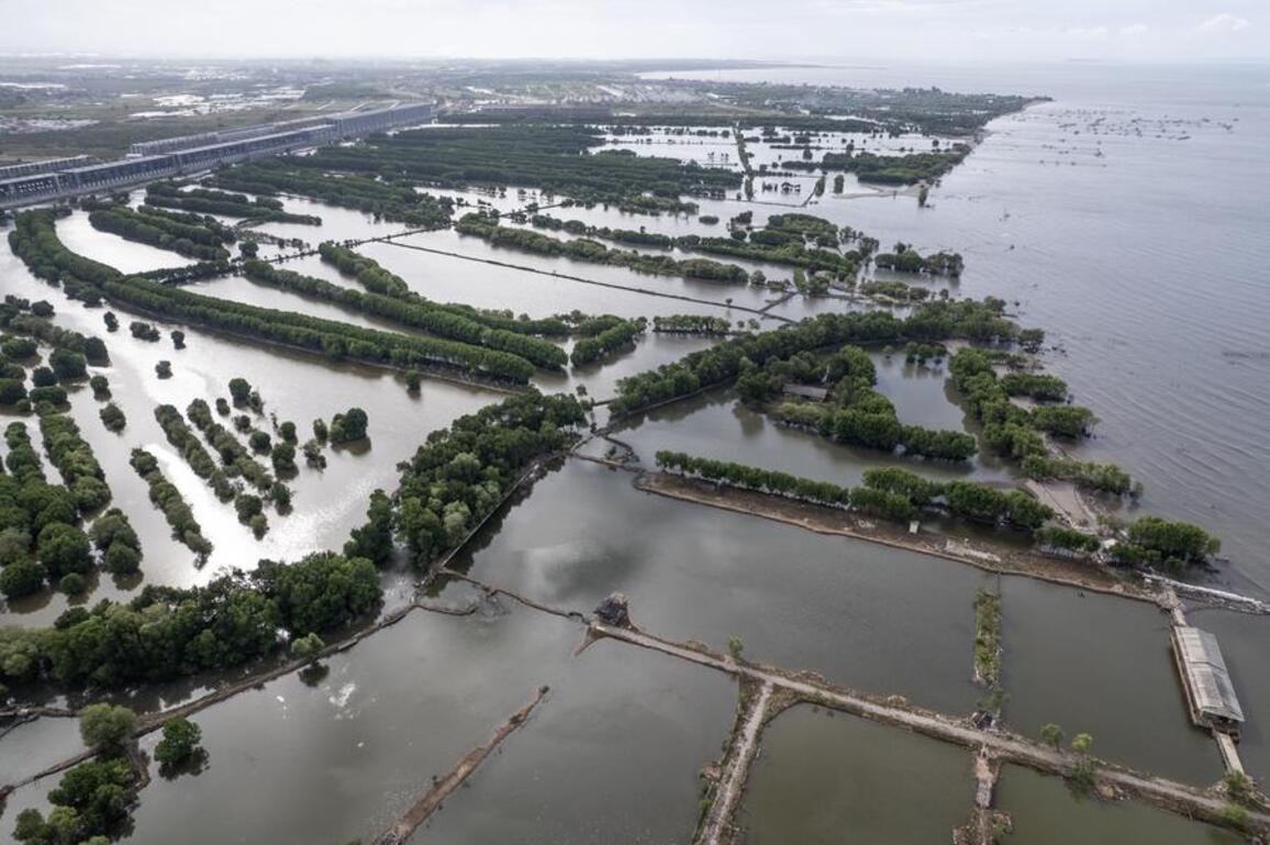 Indonesia races to restore shrinking mangrove forests amid coastal erosion