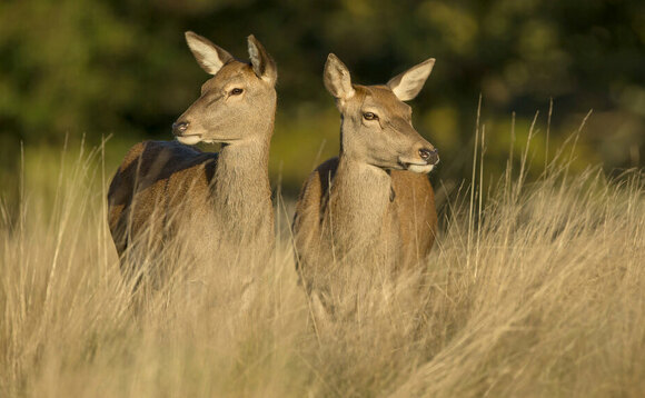 Controversy over 'early' deer cull