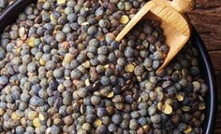 Green lentils get green light