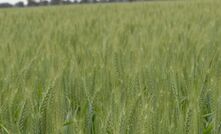 GRDC said investment in biocontrol was a priority because of its potential for cost-effective, long-term weed suppression. 