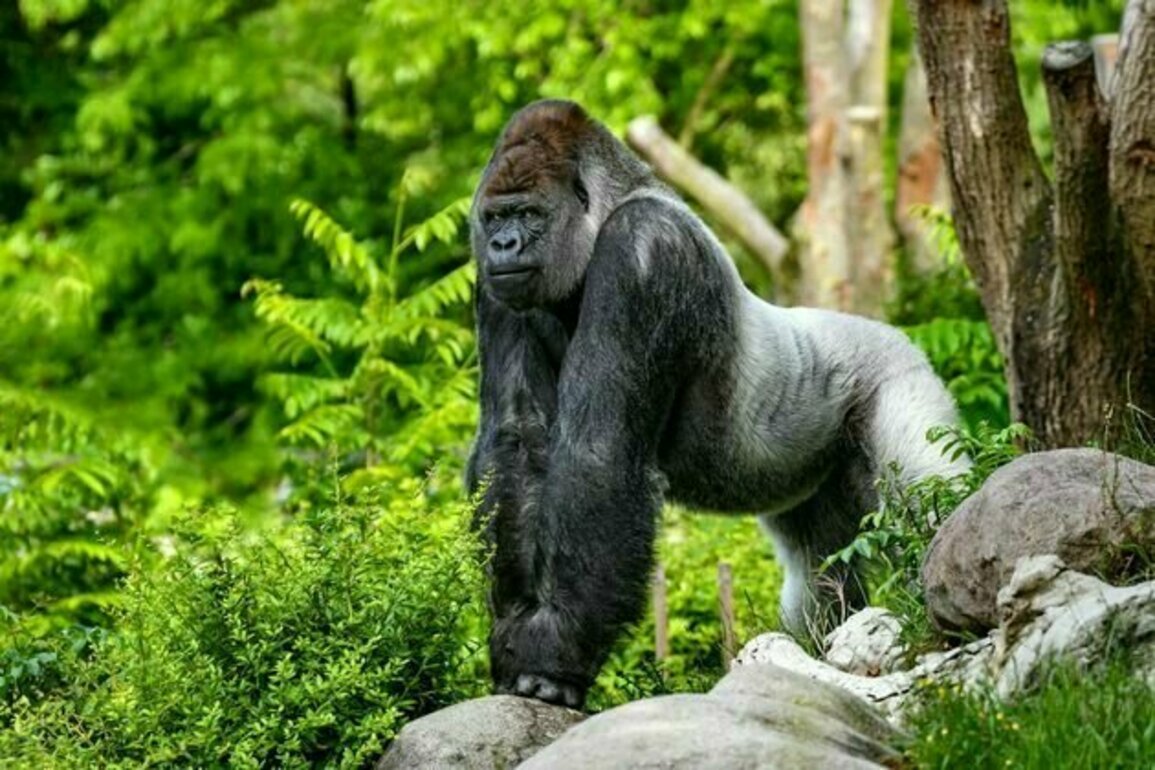 Who would win in a fight between 100 men and 1 gorilla? An evolutionary expert weighs in