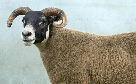 Police investigate theft of 75 sheep from Highlands farm