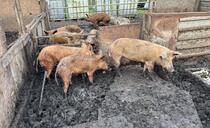 Farmer banned from keeping animals after 350+ livestock found in 'appalling' conditions