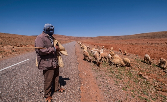 Australian livestock will be sent to drought-stricken Morocco, after a new protocol was signed with the country, to support its decimated herds. 