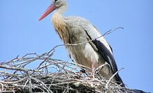 Stork to soar with Shell over Southern North Sea