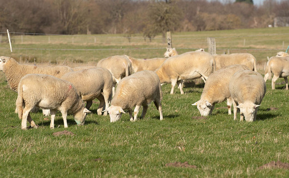 Sheep breed proving its worth for arable unit