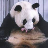 FOCUS | Giant panda on loan from China gives birth to cub in S. Korea
