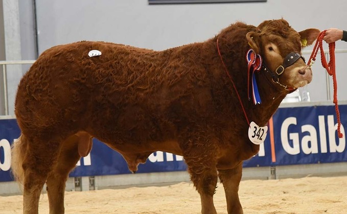 Stirling Limousins top at 15,000gns
