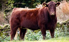 STIRLING BULL SALES: New Beef Shorthorn female record set at 15,000gns