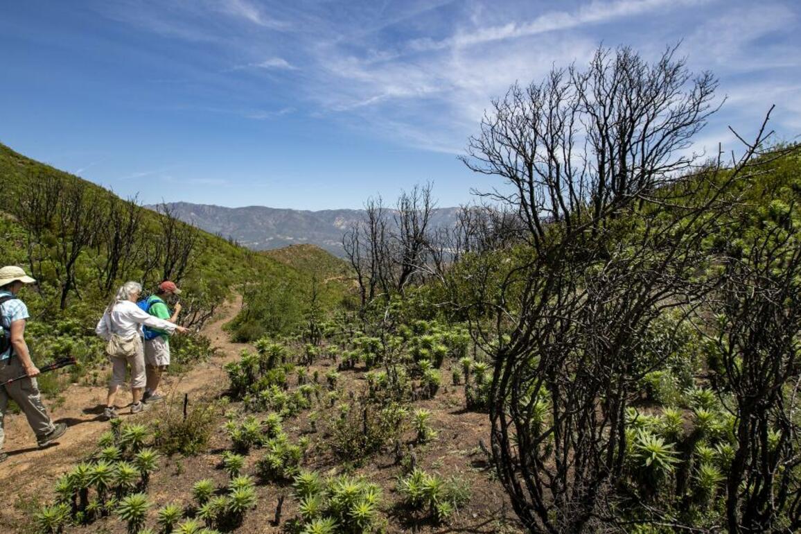 Hikers beware- A rash-causing plant is growing in fire-scarred Angeles National Forest
