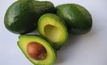 New avocado pathogen could ruin industry