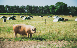 Tesco relaunches sustainable pig group