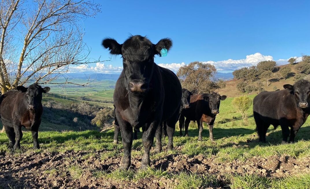 In good seasons, the Nankervis family aim to finish cattle to supply grass-fed programs such as Greenham’s Never Ever.