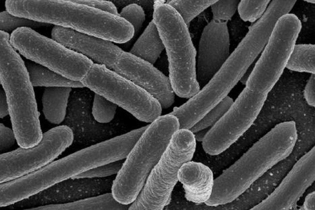 Study shows superbugs in the environment rarely transfer over to humans