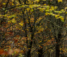 Green social prescribing: Access to nature boosts happiness, study finds