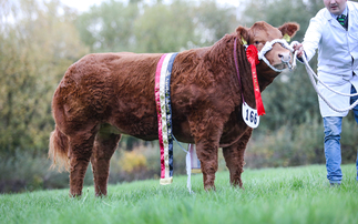 Biggest entry at Agrifest on record