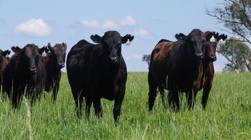 PastureKey uses satellite imagery and machine learning to keep track of pasture availability at a paddock-scale. 
