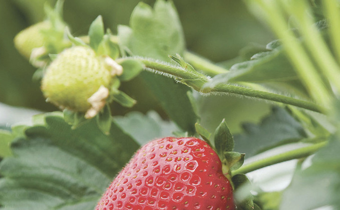 Dyson's first crop of sustainable strawberries hits supermarket shelves