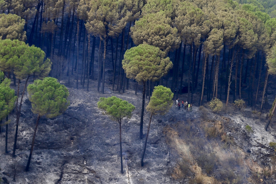 LEBANON-BKASSINE-PINE TREES-FIRE