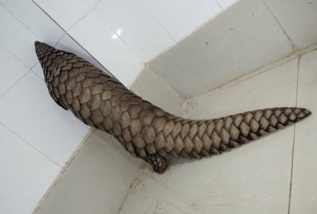 Odisha STF rescues live pangolin, two held