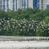 Noisy birds become teachers for Shenzhen middle school students