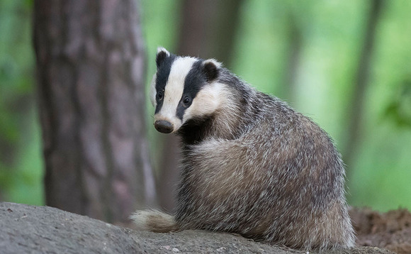 NFU attacks 'political' and 'contradictory' consultation on badger culling