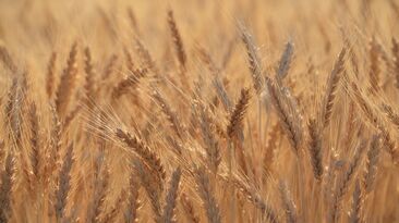 The band of possible yields ranged from 2.1t/ha to 3.2/ha. 