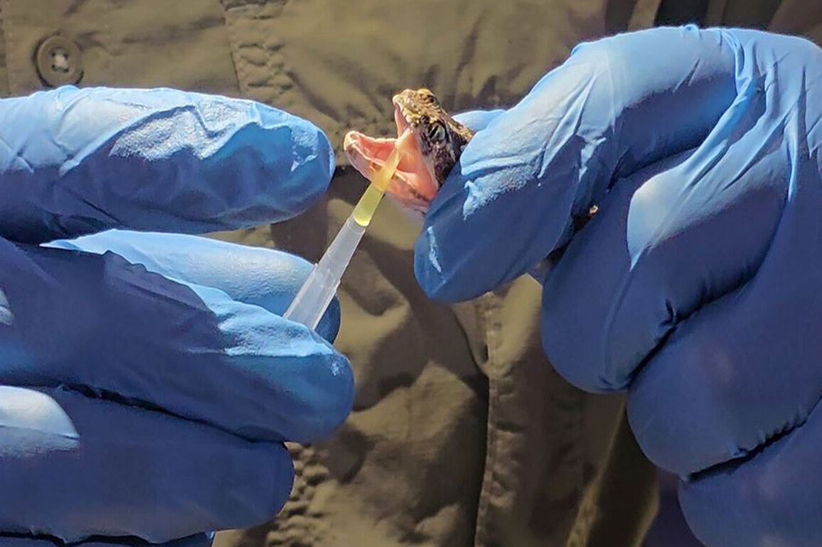 Gujarat set to get its own region-specific antivenom to fight against snakebite deaths