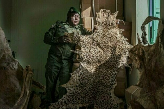 Mystical beliefs fuel Senegal's illegal big cat trade