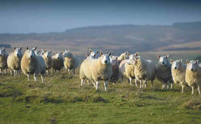 NSA slams celebrities for 'misleading' statements about sheep farming