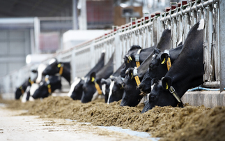 Bovine TB causes sleepless nights, anger and depression for farmers