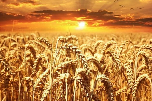 Record 330.5 million tonne foodgrain estimated for 2022-23 crop year: Govt