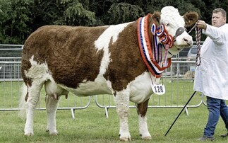 Nifty leads Turriff Show beef line-up