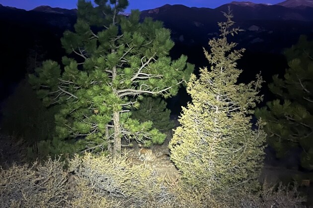 Man fought off a mountain lion on the same trail weeks before a fatal attack near Estes Park