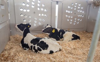 Housing calves in pairs can have positive impacts on calf disease and survival