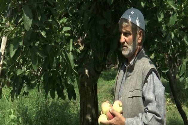 Growers busy with harvesting of apples in Kashmir