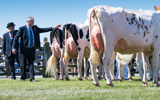 Balmoral Show: Holstein reigns supreme in dairy rings  