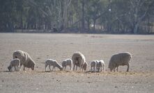 Pregnancy scanning is considered one of sheep producers’ most important tools this year, but only if the information is used.