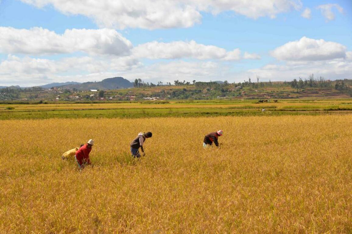 World Insights: How Chinese agricultural technology becomes "code for good harvest" in Africa