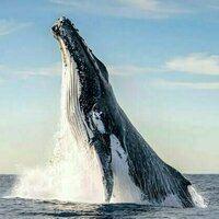 Whales sing when they've had a good meal - new research