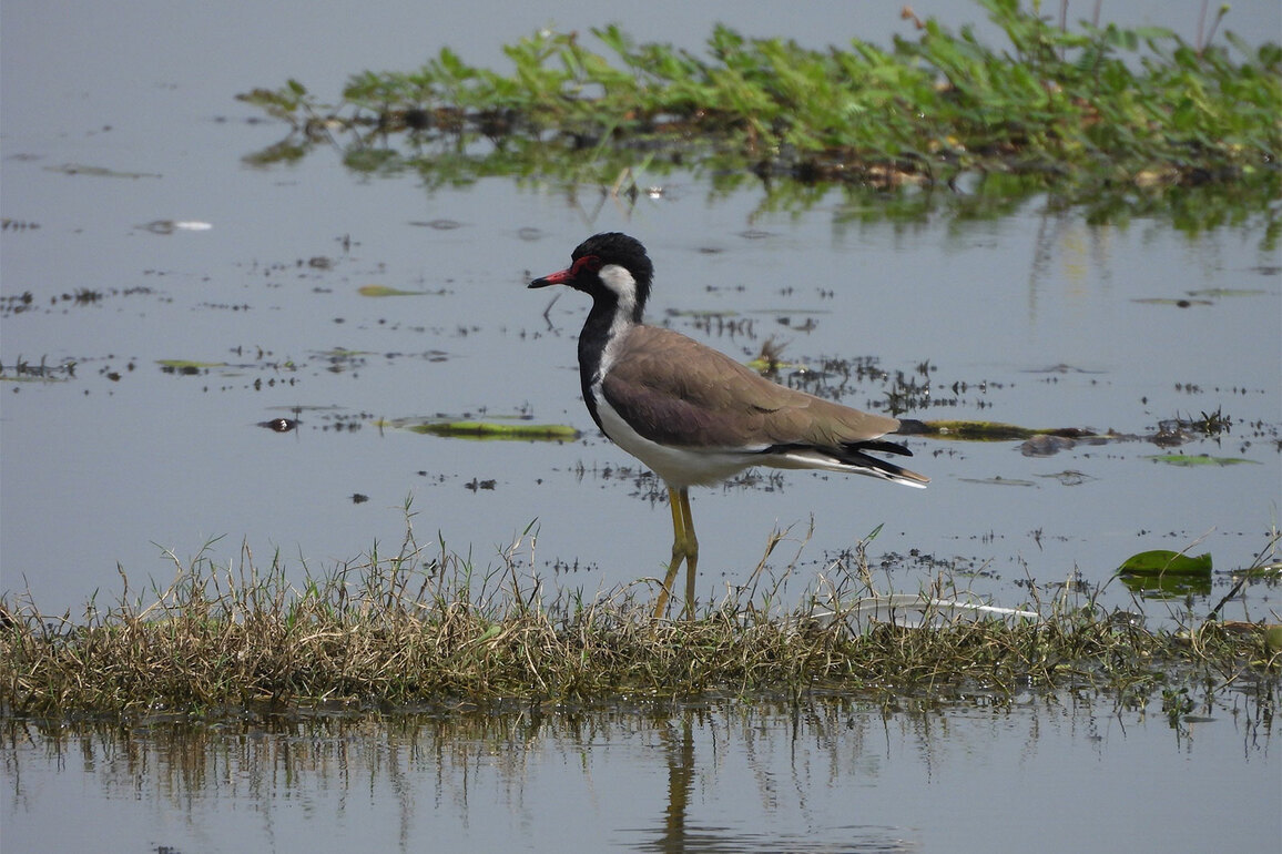 PM Modi expresses joy as Jai Prakash Narayan Bird Sanctuary becomes India's 100th Ramsar site