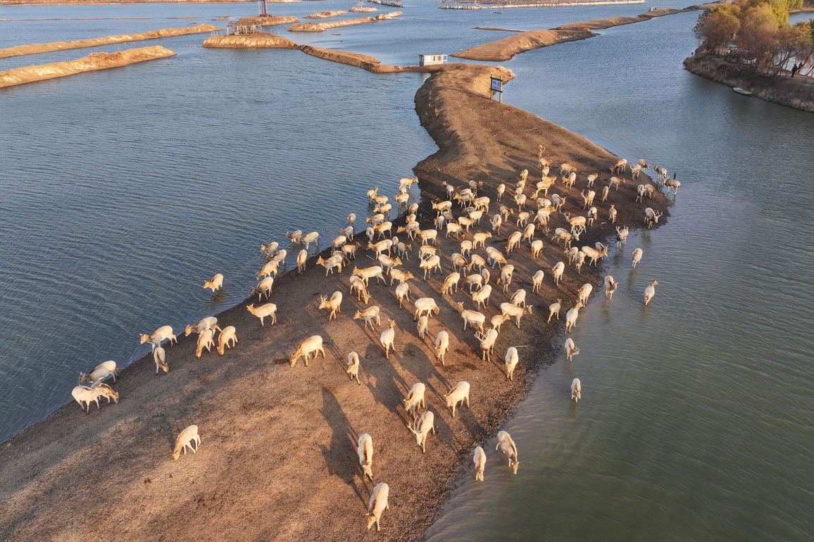 (EcoChina)CHINA-JIANGSU-YANCHENG-ECOLOGY (CN)