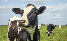 Global Briefing: Denmark to charge farmers €100 per cow in 'world first' carbon tax