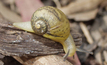 Pest snails threaten crops in east