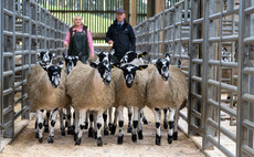 Mule gimmer lambs top at £750/head at Hawes